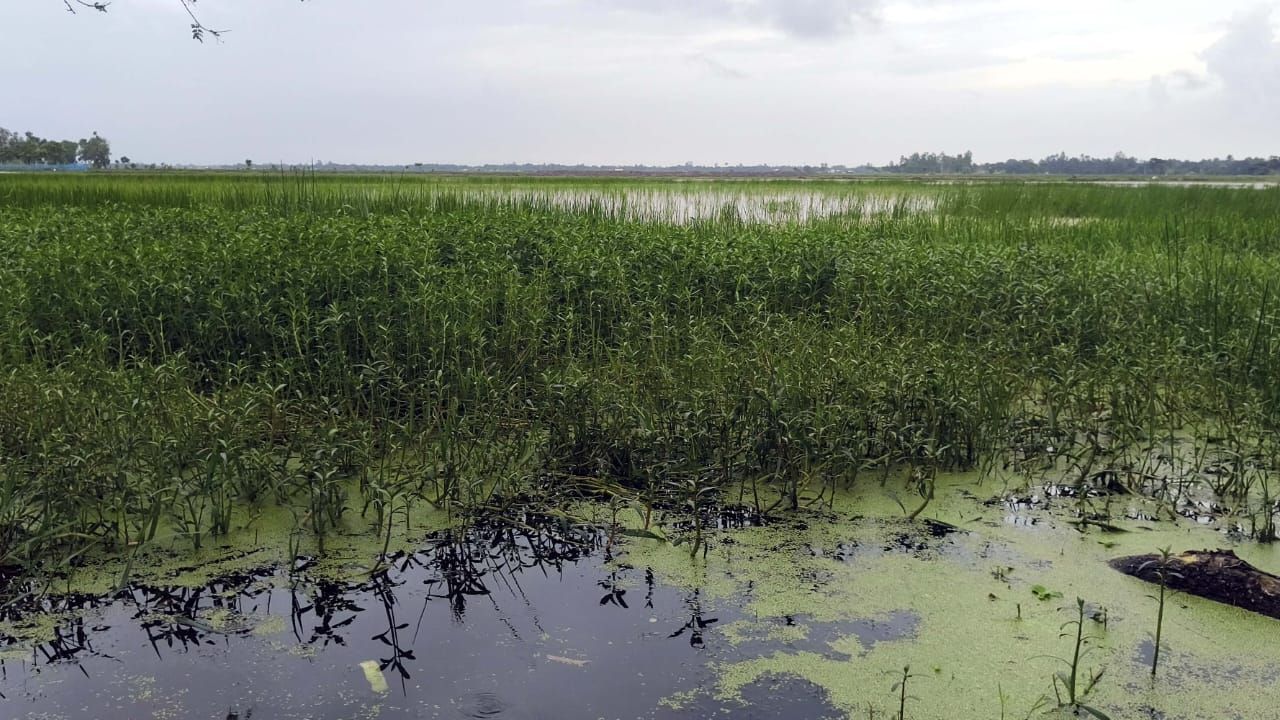 শ্যামনগরের ভেটখালী বিলে জলাবদ্ধতা 