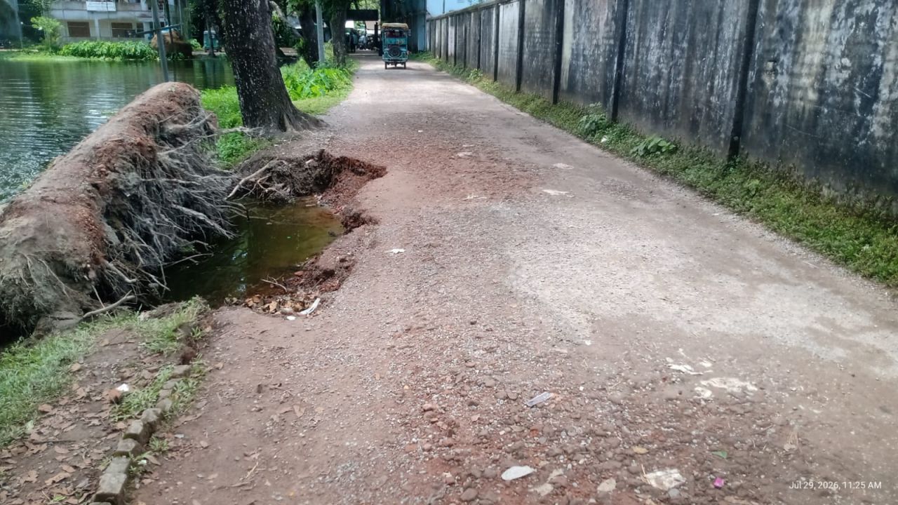 বানিয়াচংয়ে রাস্তার ধারের গাছ উপড়ে পড়ে তৈরি হয়েছে বিশাল গর্ত 