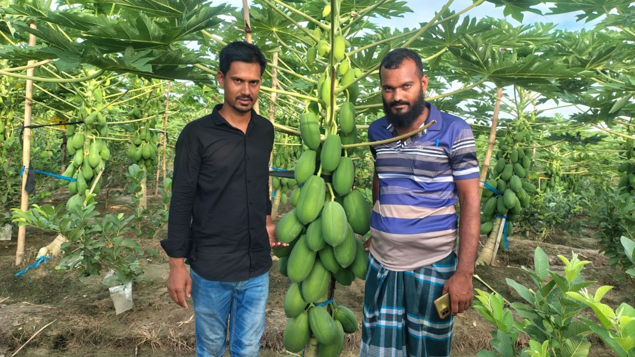 রহনপুরে ‘টপলেডি’ পেঁপের বাম্পার ফলন 