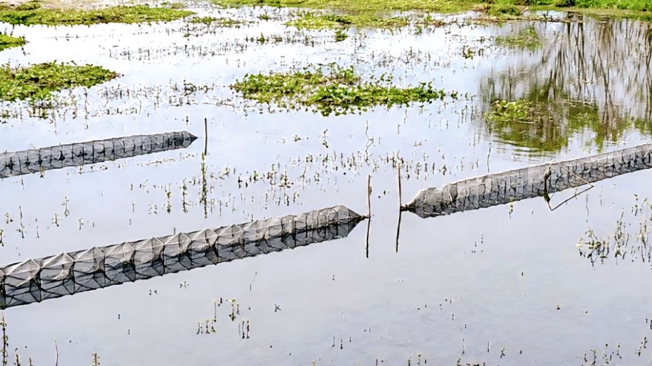 দেশীয় মাছের মৃত্যুফাঁদ 'চায়না দুয়ারি' 