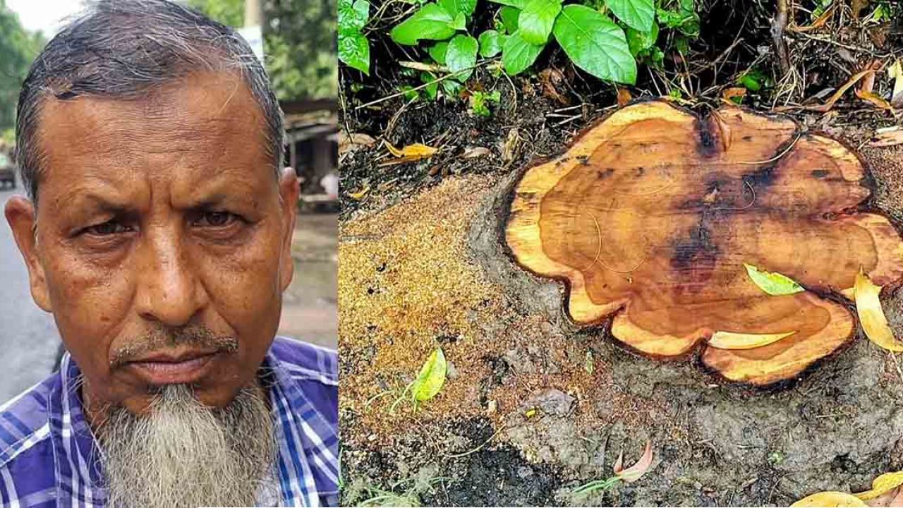 বোয়ালমারিতে গ্রাম পুলিশের বিরুদ্ধে সরকারি জায়গার গাছ কেটে বিক্রির অভিযোগ 