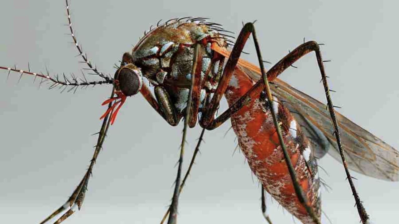 ডেঙ্গুতে গোপালগঞ্জে যুবকের মৃত্যু 