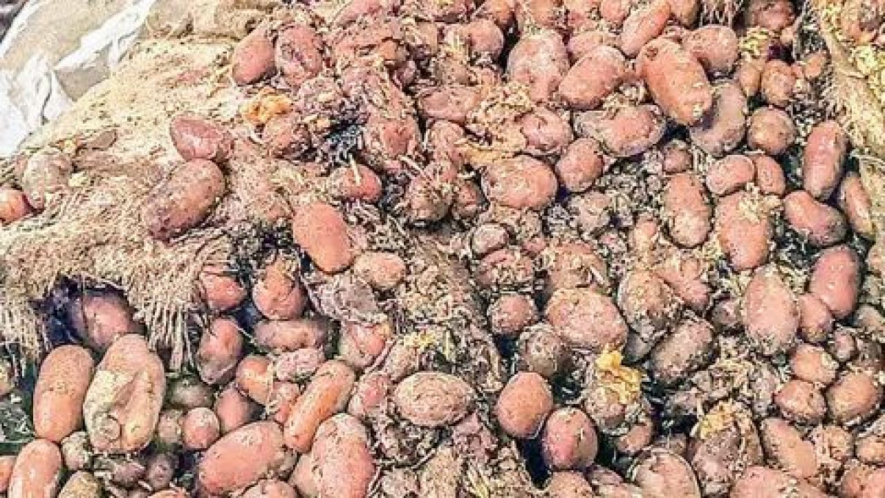 মাদারীপুরে সিন্ডিকেটের ৩ কোটি টাকার আলু পঁচে গরুর খাদ্য  