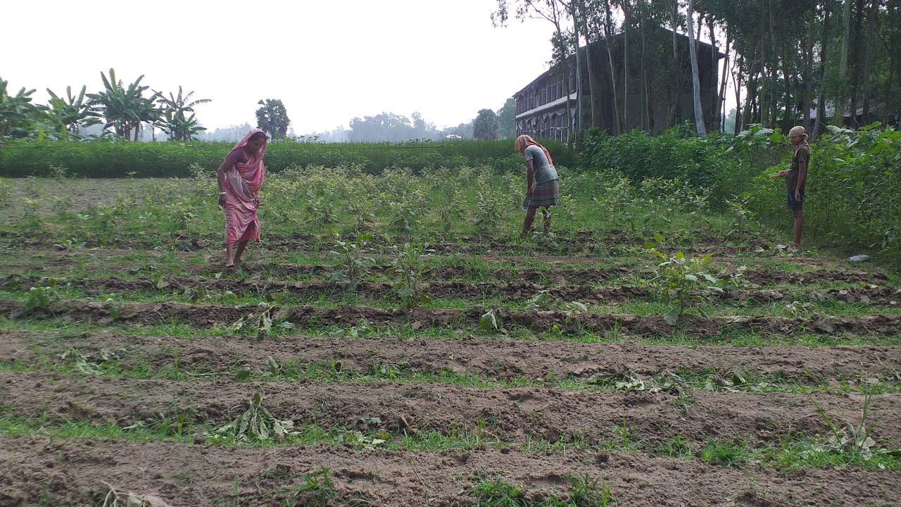 পাঁচবিবিতে বেগুনের চারা কিনে বিপাকে কৃষক 