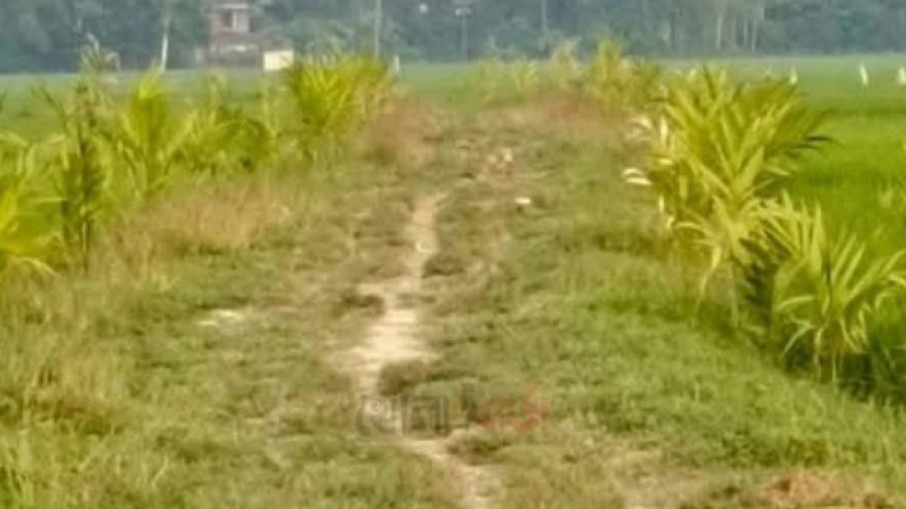 সলঙ্গায় ধুবিল ইউনিয়নে সড়কের দুই পাশে ২০০ সুপারি গাছ রোপন
