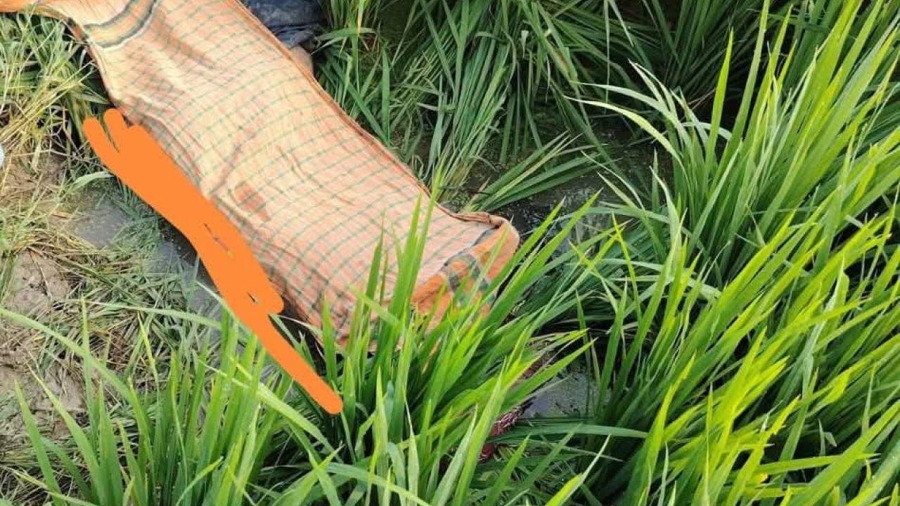 লালমাইয়ে ধানক্ষেত থেকে স্কুল ছাত্রীর মরদেহ উদ্ধার 